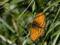 Boloria eunomia (Bataklık Noktalıkelebeği)